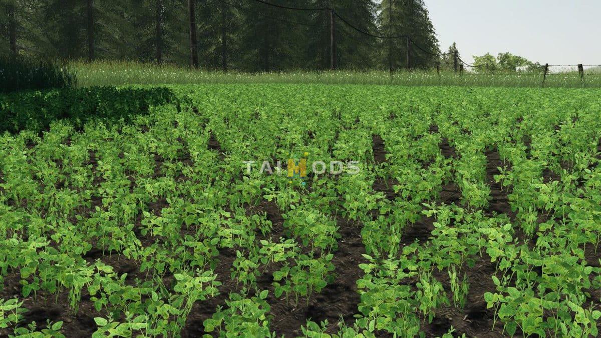 FS19 - Modified Soy Texture V1.0 (1.6) FS19 - Modified Soy Texture V1.0 (1.6)