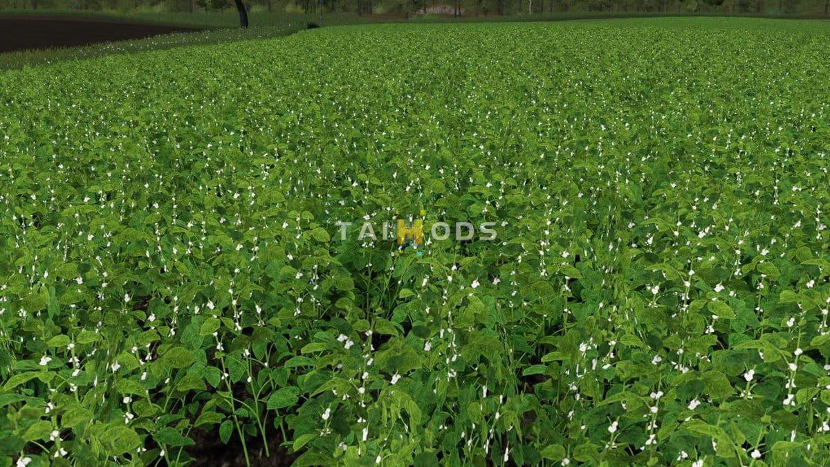 FS19 - Modified Soy Texture V1.0 (1.6) FS19 - Modified Soy Texture V1.0 (1.6)