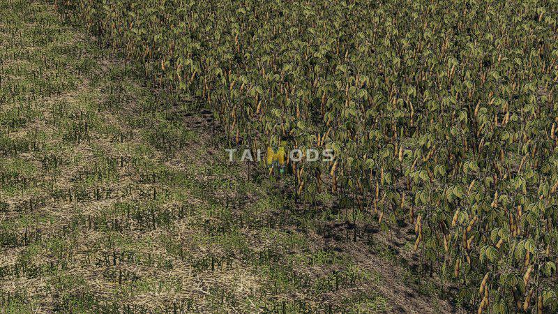 FS19 - Oat, Soybean, Oilseed Radish, Sugar Beet v1.0 (1.4) FS19 - Oat, Soybean, Oilseed Radish, Sugar Beet v1.0 (1.4)