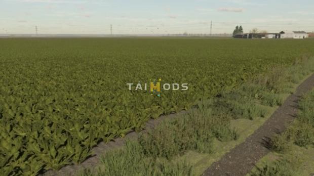FS22 - Sugarbeet Textures V1.0 (1.12) FS22 - Sugarbeet Textures V1.0 (1.12)