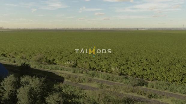 FS22 - Sugarbeet Textures V1.0 (1.12) FS22 - Sugarbeet Textures V1.0 (1.12)